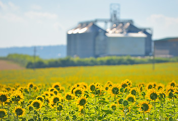 Image showing Sunflower Field and Grain Silos 