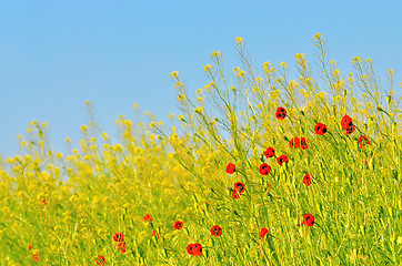 Image showing Poppies field