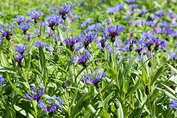 Image showing Cornflowers