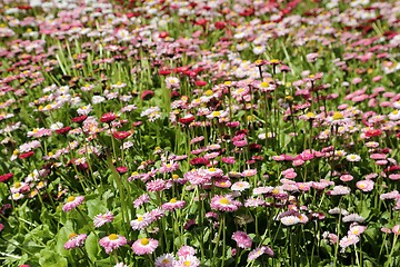 Image showing Daisies.