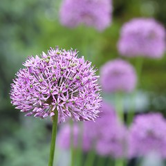 Image showing Alium Giganteum