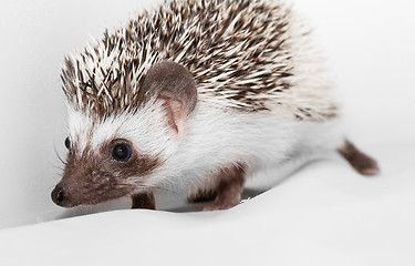 Image showing African white- bellied hedgehog