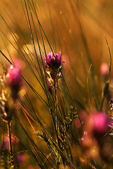 Image showing Meadow at sunset