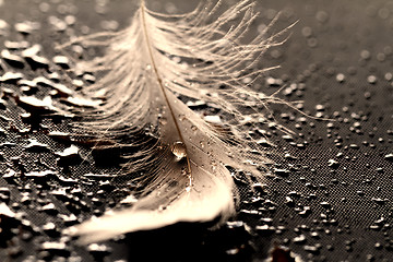 Image showing White feather with water drops