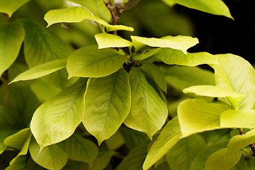 Image showing Green leaf