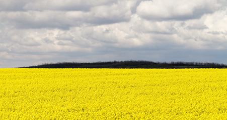 Image showing Colza field