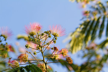 Image showing Flowers of acacia