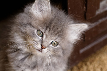 Image showing Beautiful grey kitten