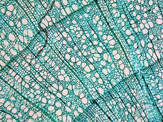 Image showing Tilia stem micrograph