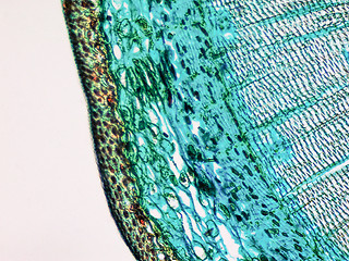 Image showing Pine Wood micrograph