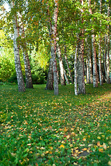 Image showing summer birch forest