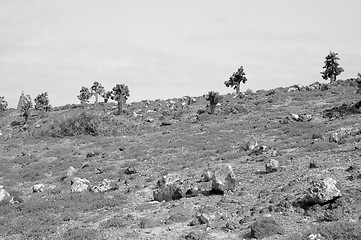 Image showing Rocky terrain in the Galapagos Islands