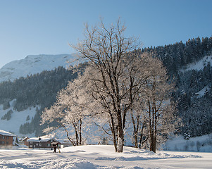 Image showing Trees in the Snow