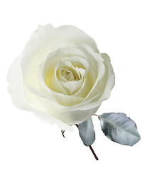 Image showing White Rose