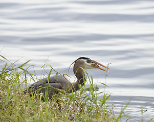 Image showing Great Blue Heron