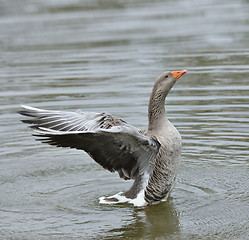 Image showing Gray Goose