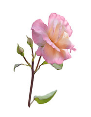 Image showing Pink Rose Branch