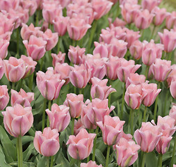 Image showing Tulips