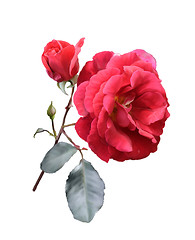 Image showing Red Rose