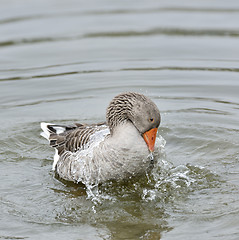 Image showing Gray Goose