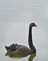 Image showing Black Swan