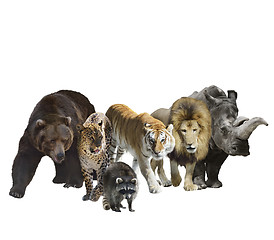 Image showing Wild Mammals