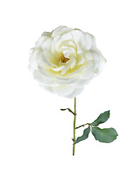 Image showing White Rose Branch