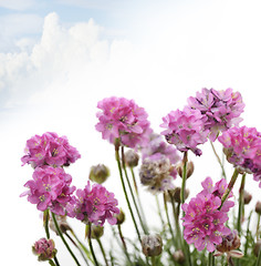 Image showing Purple Flowers