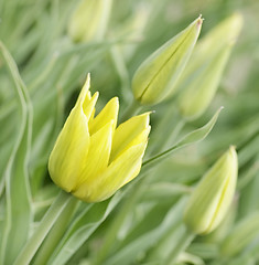 Image showing Yellow Tulips