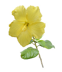Image showing Yellow Hibiscus Flower