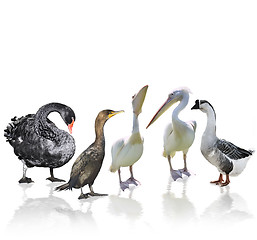 Image showing Waterbirds