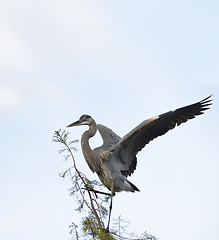 Image showing Great Blue Heron