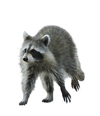 Image showing Walking Raccoon