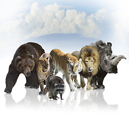 Image showing Wild Mammals