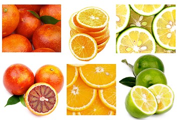 Image showing Citrus Collection