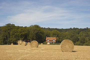 Image showing Golden fields