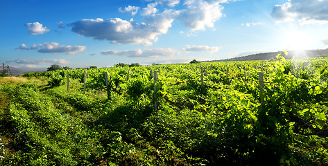 Image showing Green vineyard