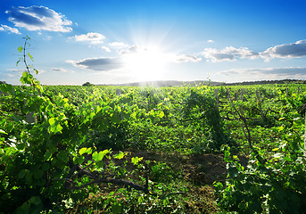 Image showing Day in vineyard