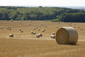 Image showing Golden fields