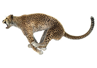 Image showing Cheetah