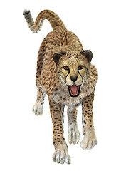 Image showing Cheetah