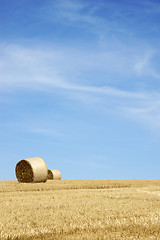 Image showing Golden fields