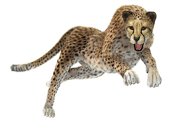 Image showing Cheetah