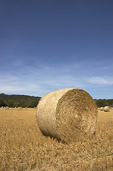 Image showing Golden fields