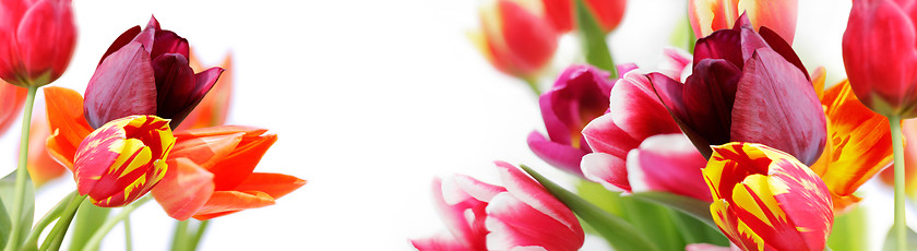 Image showing colorful tulips on white background