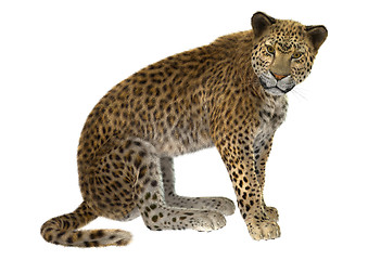 Image showing Big Cat Leopard