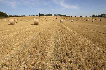 Image showing Golden fields