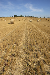 Image showing Golden fields