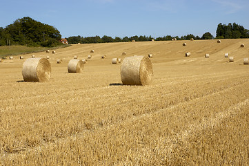 Image showing Golden fields
