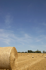 Image showing Golden fields